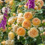 Crown Princess Margareta / Крон Принцесс Маргарет
